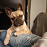 animal, blanket, casual, companion, cozy, curious, cute, dog, domestic, french_bulldog, furniture, head_tilt, indoor, jeans, lap, person, pet, portrait, relaxed, resting