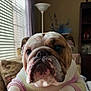 bulldog, dog, pet, indoors, couch, window, lamp, sweater, animal, fur, face, paw, home, furniture, natural_light, blinds, cozy, expression, resting, portrait