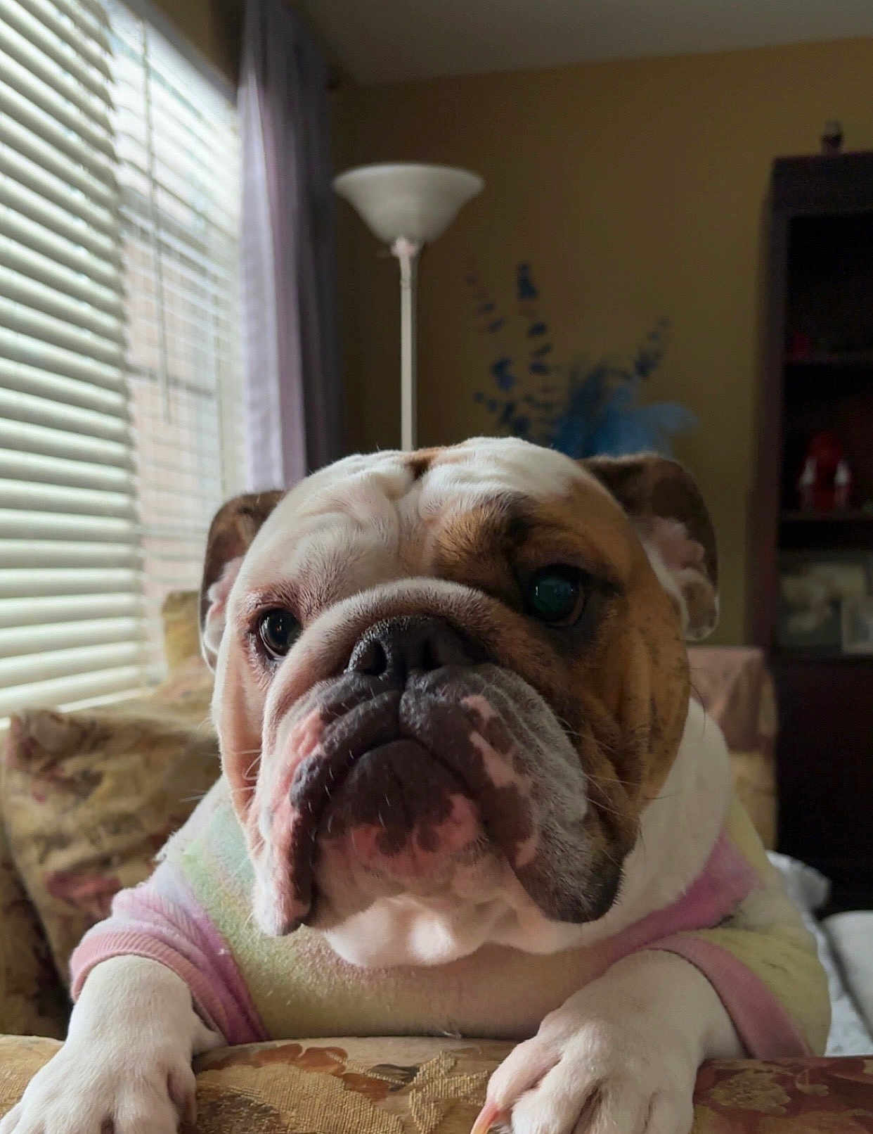 Gigi