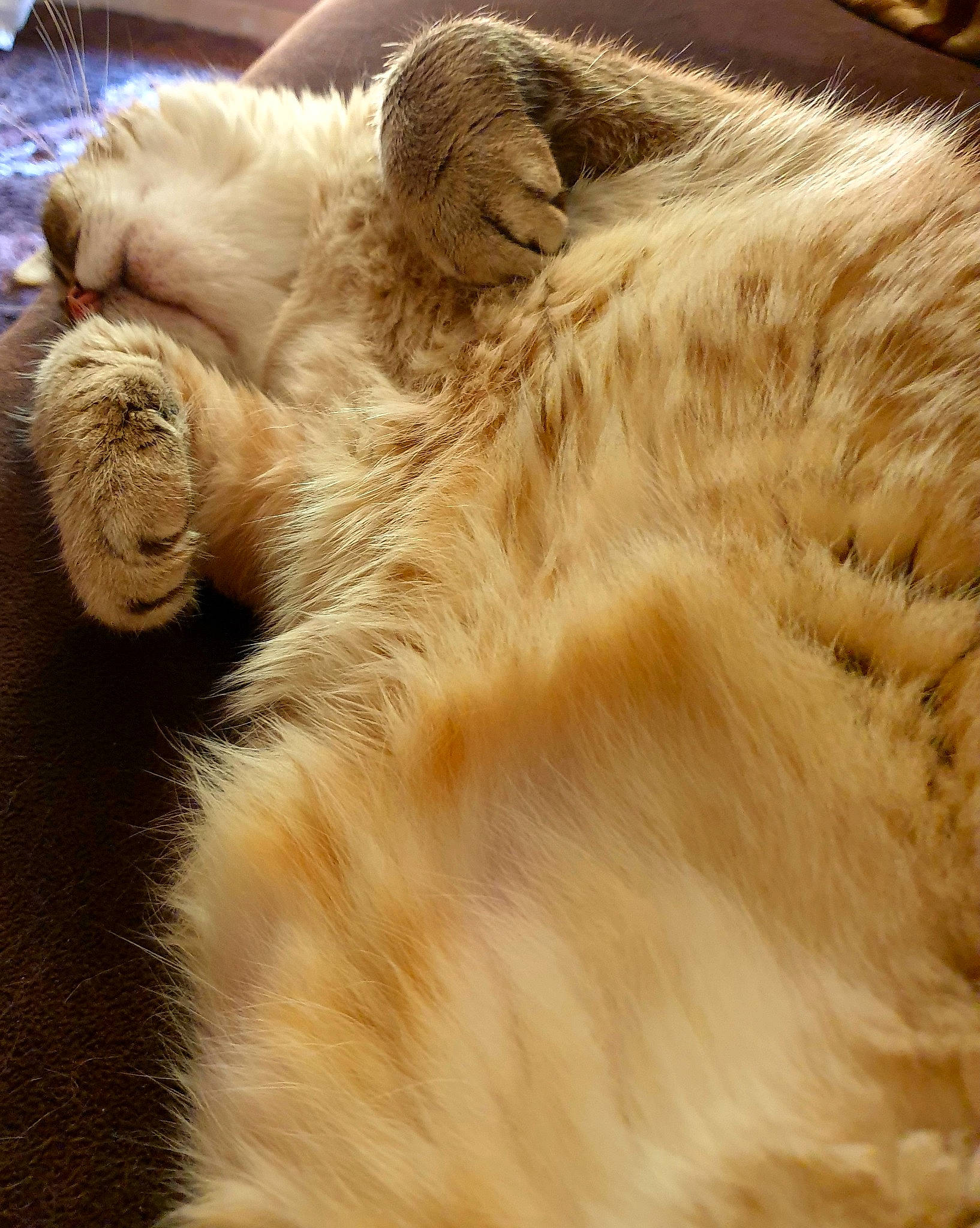 Chanel a rejoint le concours — aidez-le/la à gagner de superbes lots ! canidae, carnivore, cat, claw, comfort, companion_dog, dog_breed, ear, eye, fawn, felidae, fur, nap, paw, small_to_medium_sized_cats, snout, tail, terrestrial_animal, whiskers, wildlife
