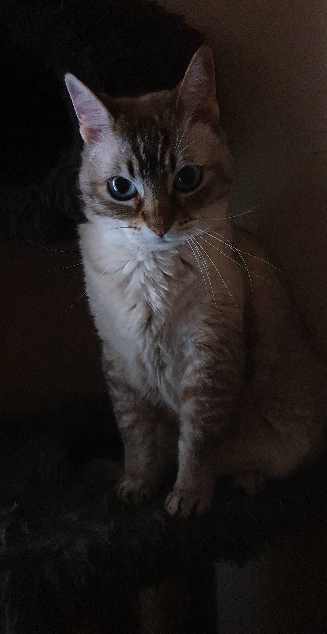 Chanel a rejoint le concours — aidez-le/la à gagner de superbes lots ! carnivore, cat, claw, darkness, domestic_short_haired_cat, ear, fawn, felidae, fur, paw, small_to_medium_sized_cats, snout, tail, terrestrial_animal, whiskers, window, wood