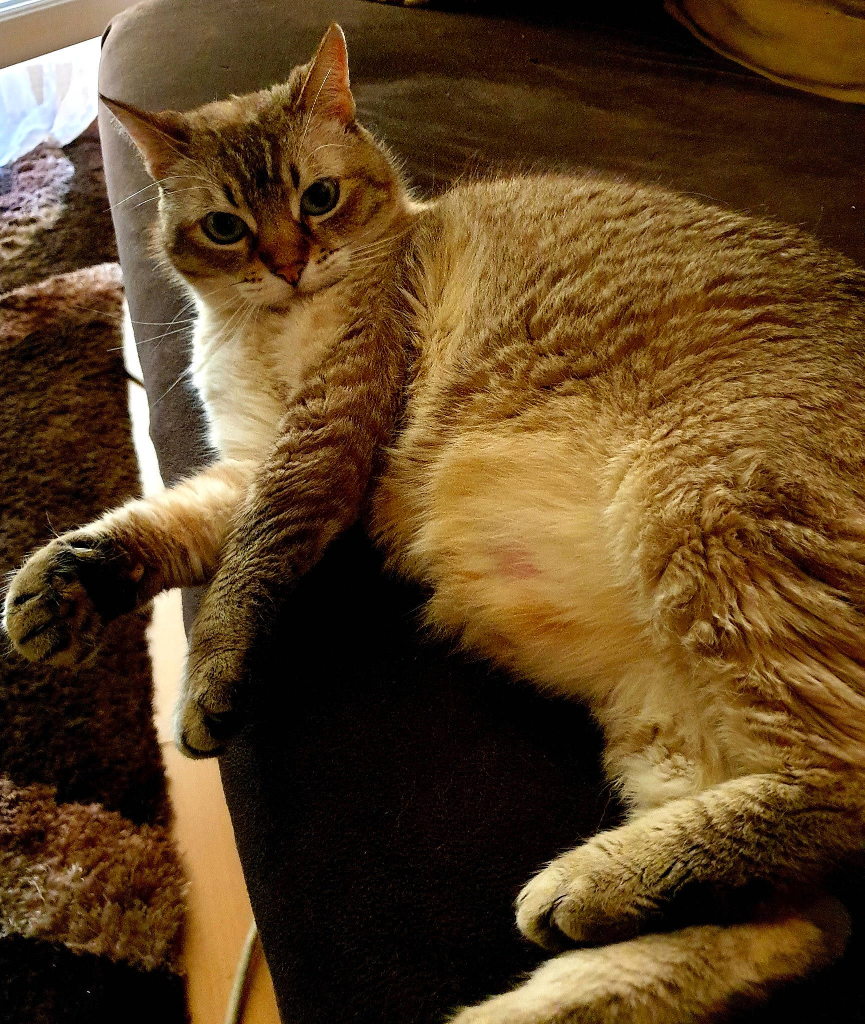 Chanel participe au concours pour gagner de l'argent avec cette photo : carnivore, cat, claw, comfort, domestic_short_haired_cat, fawn, felidae, foot, fur, gesture, human_leg, metal, paw, small_to_medium_sized_cats, snout, tail, terrestrial_animal, tree, whiskers, wildlife