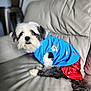 Cocoa is registered to the contest to win money with this photo: dog, small_dog, pet, couch, living_room, blue_shirt, red_skirt, costume, stars, black_and_white_fur, fur, collar, id_tag, sitting, portrait, leather_sofa, tail, whiskers, looking_at_camera, cozy
