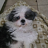 Cocoa is registered to the contest to win money with this photo: dog, puppy, pet, blanket, tile_floor, indoor, fur, white_fur, black_fur, cute, big_eyes, nose, whiskers, paw, lying_down, portrait, close_up, cozy, home, groomed