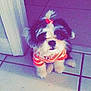 dog, puppy, small_dog, fluffy, pet, cute, indoor, tile_floor, doorway, hair_tie, bow, striped_shirt, clothing, portrait, looking_up, paws, whiskers, black_and_white_fur, sitting, filter