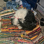 Cocoa is registered to the contest to win money with this photo: black_and_white, cables, chargers, clutter, colorful_rug, curled_up, dog, furry, hair_bow, home, indoor, nap, pet, sleeping, small_dog, storage_drawer, stuffed_toy, textile, tile_floor, woven_rug