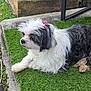 Cocoa is registered to the contest to win money with this photo: dog, pet, outdoor, grass, artificial_grass, pink_bow, bow, white_fur, black_fur, long_hair, small_dog, paws, resting, side_profile, cute, domestic_animal, bench, concrete, curb, garden