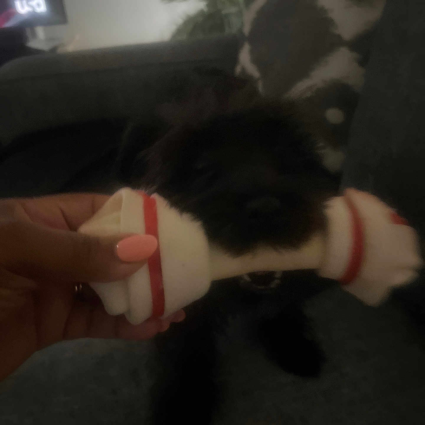 Chanel Monae joined the competition — help win amazing prizes! accessories, animal, architecture, ball, bodypart, building, canine, cat, couch, dog, finger, furniture, hand, person, pet, puppy, sport, tennis, tennisball, terrier