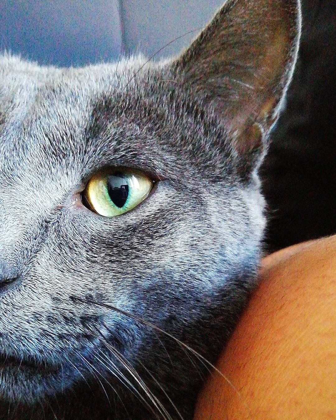 Keops participe au concours pour gagner de l'argent avec cette photo : asian, carnivore, cat, chartreux, close_up, domestic_short_haired_cat, ear, eye, felidae, german_rex, korat, mammal, nebelung, oriental_shorthair, russian_blue, small_to_medium_sized_cats, snout, vertebrate, whiskers