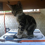 Shadow joined the competition — help win amazing prizes! kitten, cat, tabby, box, indoor, tile_wall, wood_shelf, pet, animal, feline, curious, sitting, young_cat, striped, paw, quiet, domestic, fur, whiskers, side_view