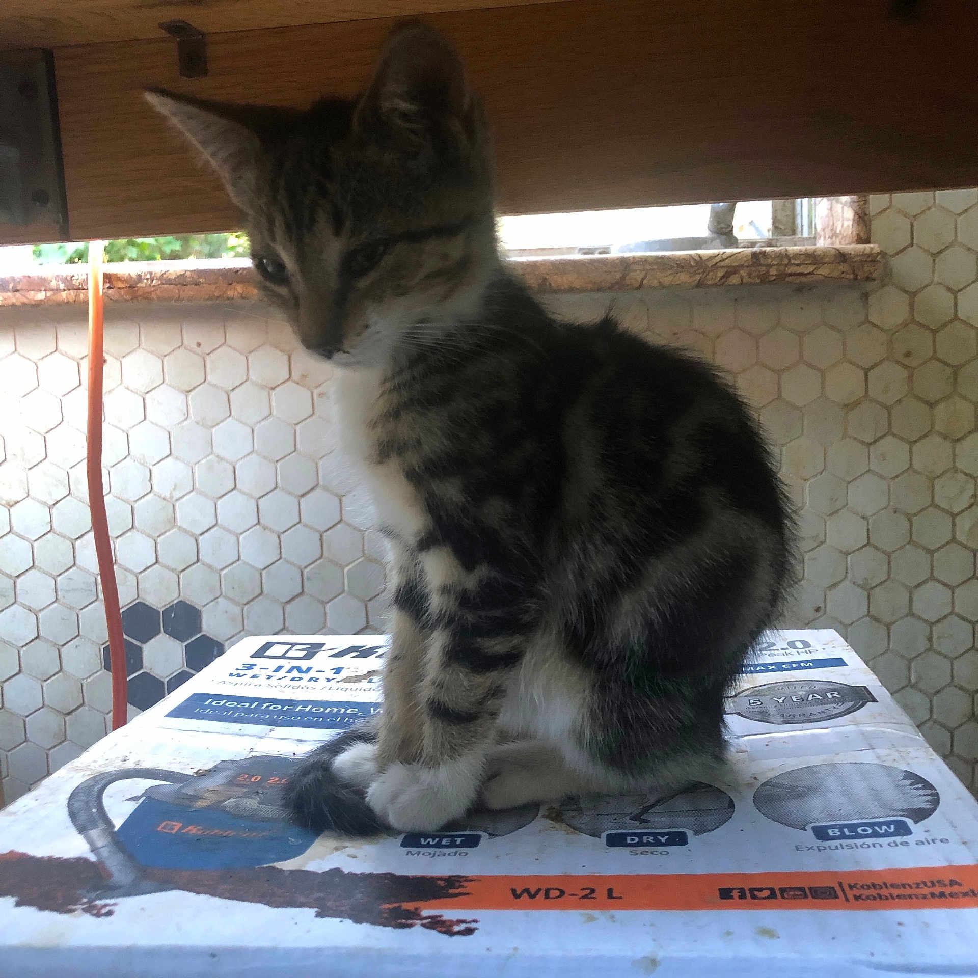 Shadow joined the competition — help win amazing prizes! animal, box, cat, curious, domestic, feline, fur, indoor, kitten, paw, pet, quiet, side_view, sitting, striped, tabby, tile_wall, whiskers, wood_shelf, young_cat