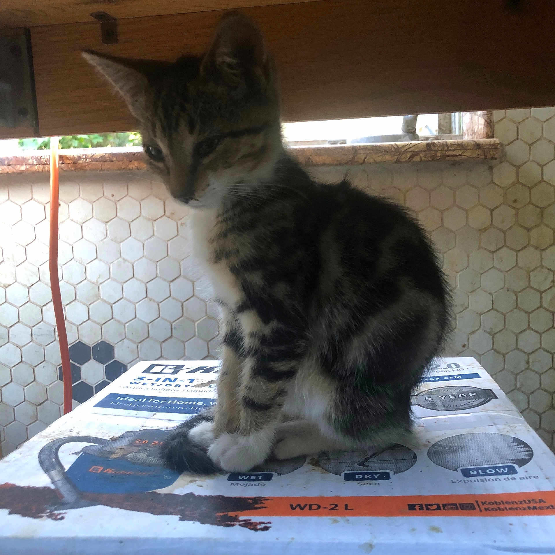 Shadow joined the competition — help win amazing prizes! kitten, cat, tabby, box, indoor, tile_wall, wood_shelf, pet, animal, feline, curious, sitting, young_cat, striped, paw, quiet, domestic, fur, whiskers, side_view