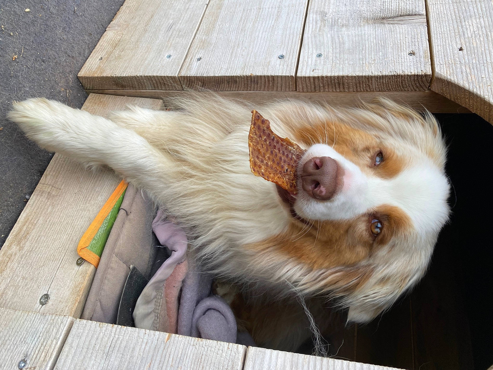 Azkaban participe au concours pour gagner de l'argent avec cette photo : carnivore, companion_dog, dog, dog_breed, fawn, felidae, fur, hardwood, herding_dog, liver, paw, small_to_medium_sized_cats, snout, spaniel, sporting_group, tail, toy_dog, whiskers, wood, working_animal