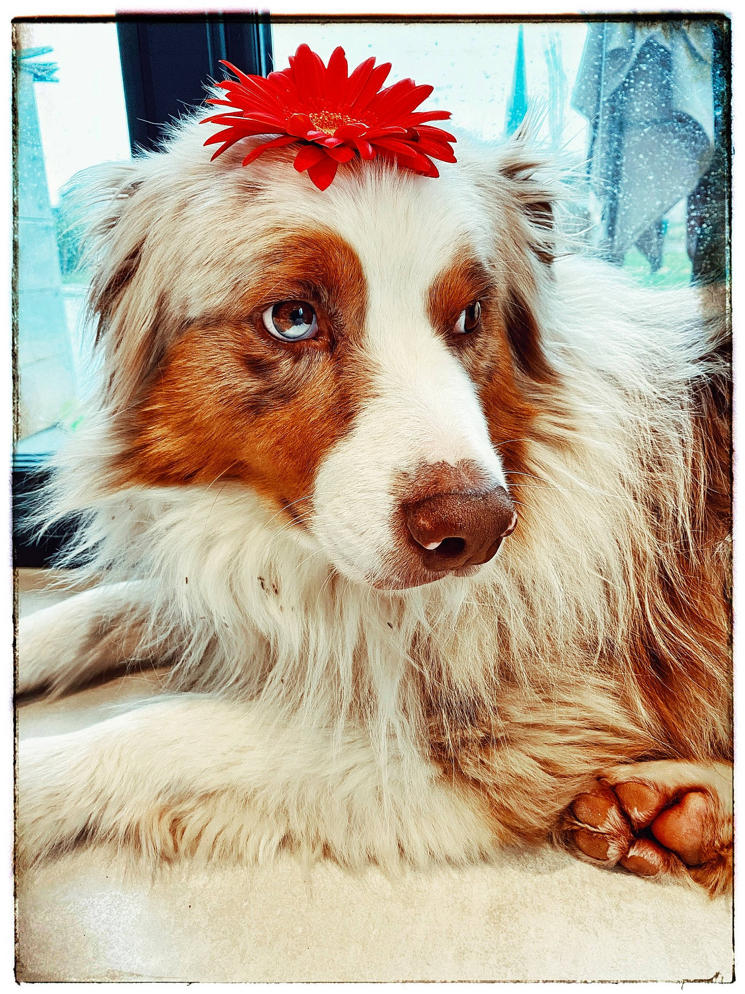 Azkaban participe au concours pour gagner de l'argent avec cette photo : art, canidae, carnivore, companion_dog, dog, dog_breed, dog_supply, door, fur, herding_dog, illustration, liver, photo_caption, plant, rectangle, snout, sporting_group, terrestrial_animal, toy_dog, whiskers