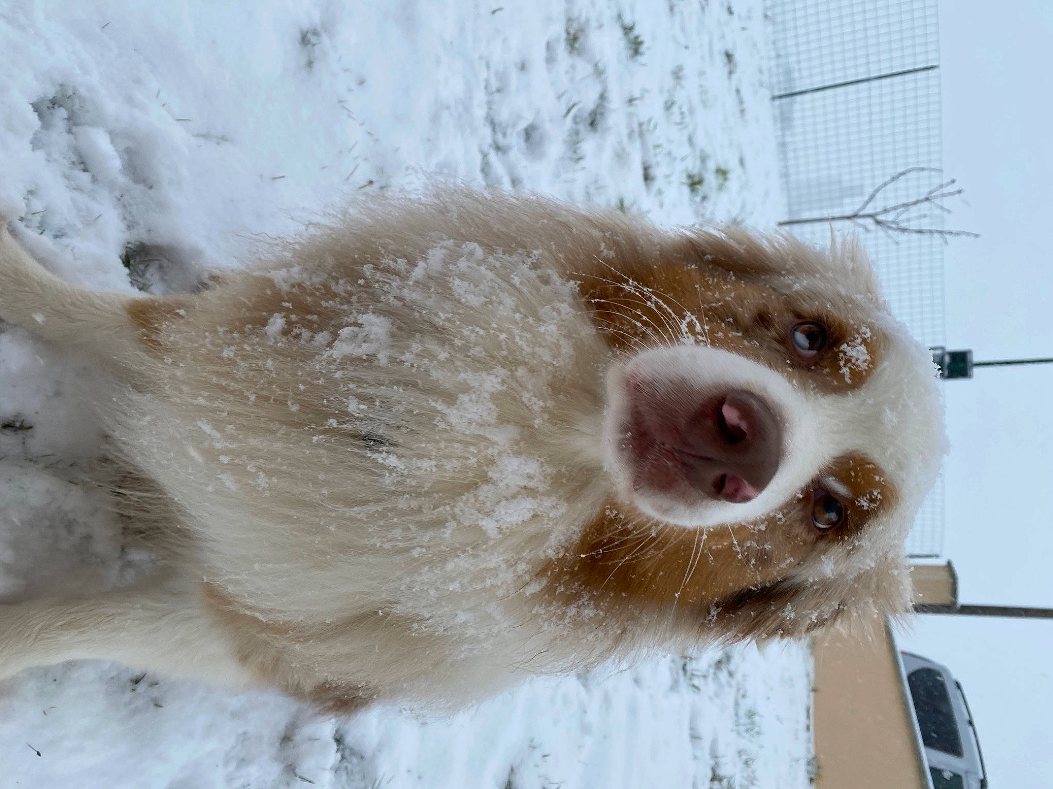 Azkaban participe au concours pour gagner de l'argent avec cette photo : cage, canidae, carnivore, claw, companion_dog, dog, dog_breed, ear, fawn, fur, liver, pet_supply, snout, snow, sporting_group, terrestrial_animal, whiskers, window, winter, working_animal