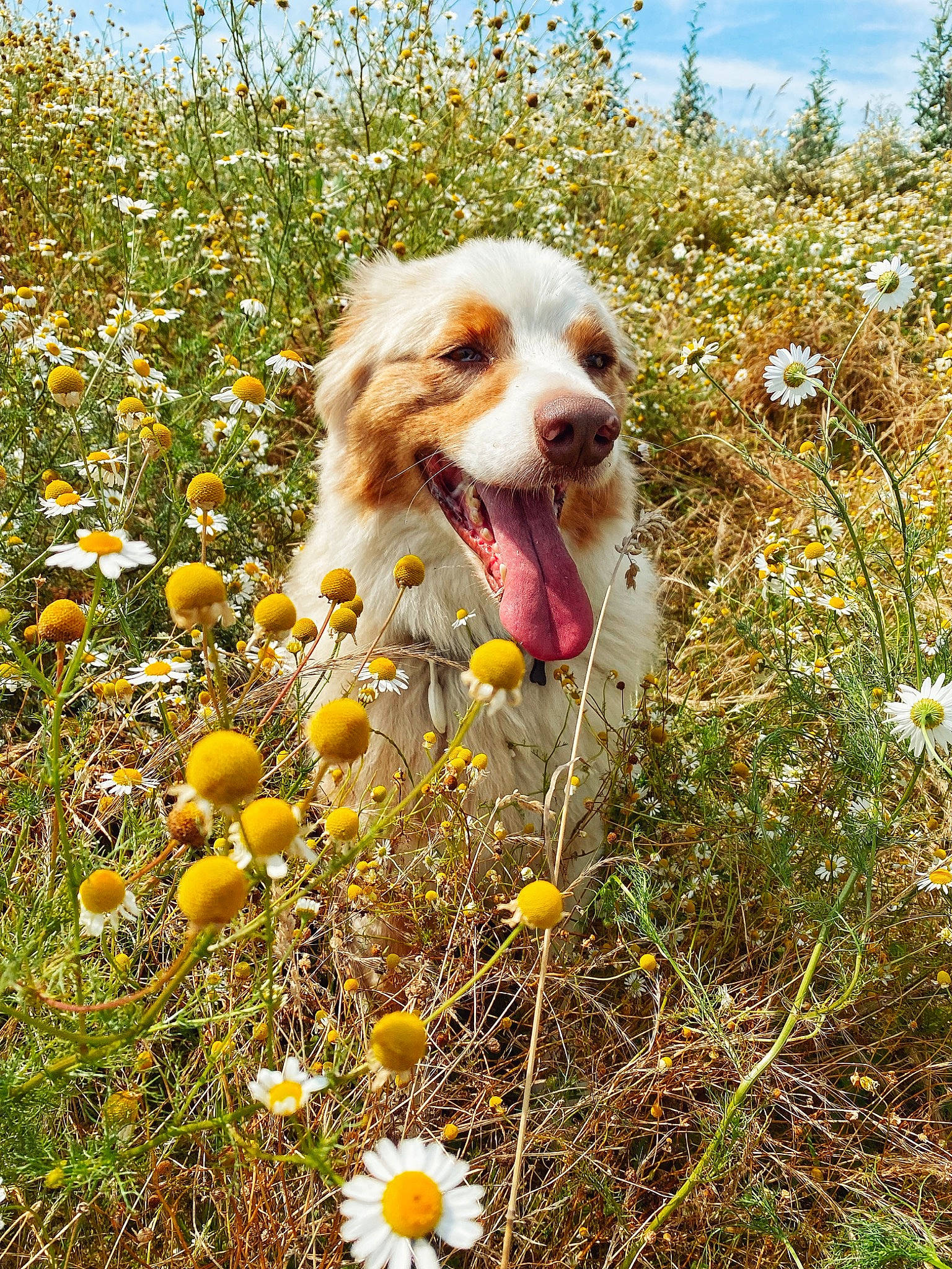 Azkaban a rejoint le concours — aidez-le/la à gagner de superbes lots ! ball, carnivore, companion_dog, dog, dog_breed, ecoregion, fawn, field, flower, flowering_plant, grass, happy, herbaceous_plant, meadow, people_in_nature, petal, plant, prairie, sky, smile