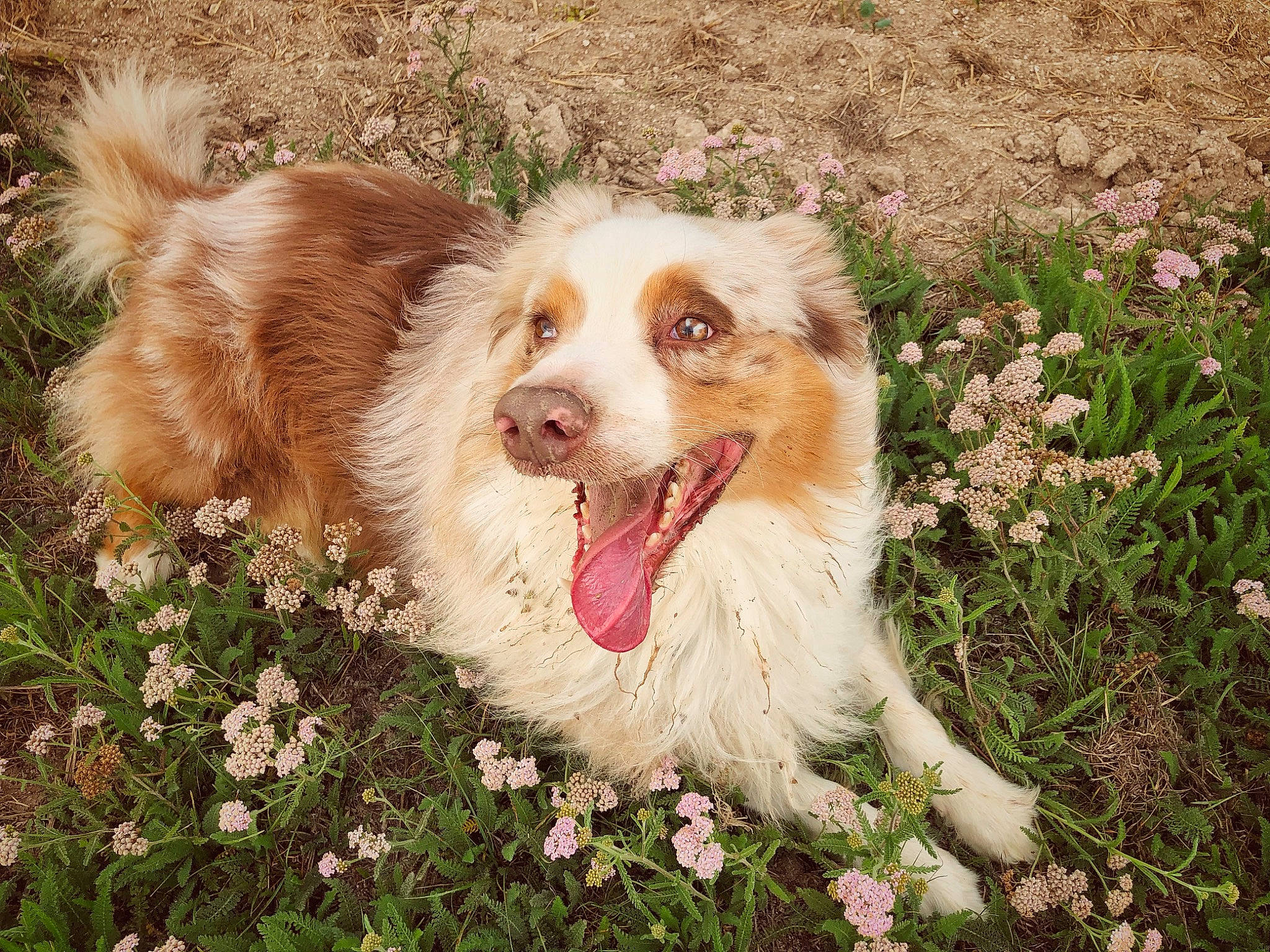 Azkaban a rejoint le concours — aidez-le/la à gagner de superbes lots ! border_collie, canidae, carnivore, companion_dog, dog, dog_breed, fang, flower, fur, grass, herding_dog, miniature_australian_shepherd, people_in_nature, plant, puppy, snout, sporting_group, terrestrial_animal, whiskers, working_dog