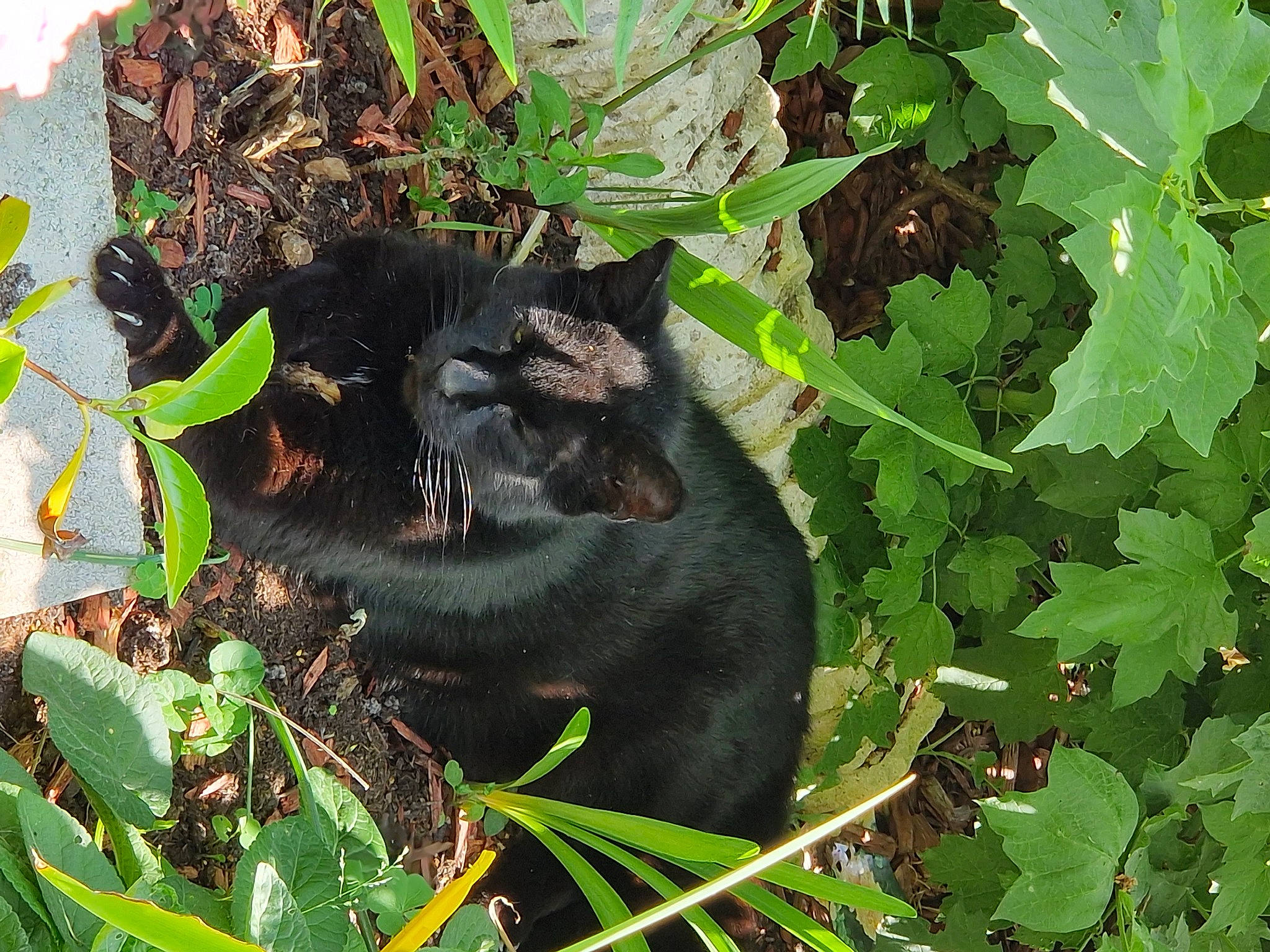 Bagheera participe au concours pour gagner de l'argent avec cette photo : annual_plant, carnivore, felidae, flowering_plant, fur, grass, groundcover, herb, marsupial, nest, paw, plant, small_to_medium_sized_cats, snout, soil, tail, terrestrial_animal, whiskers, wildlife