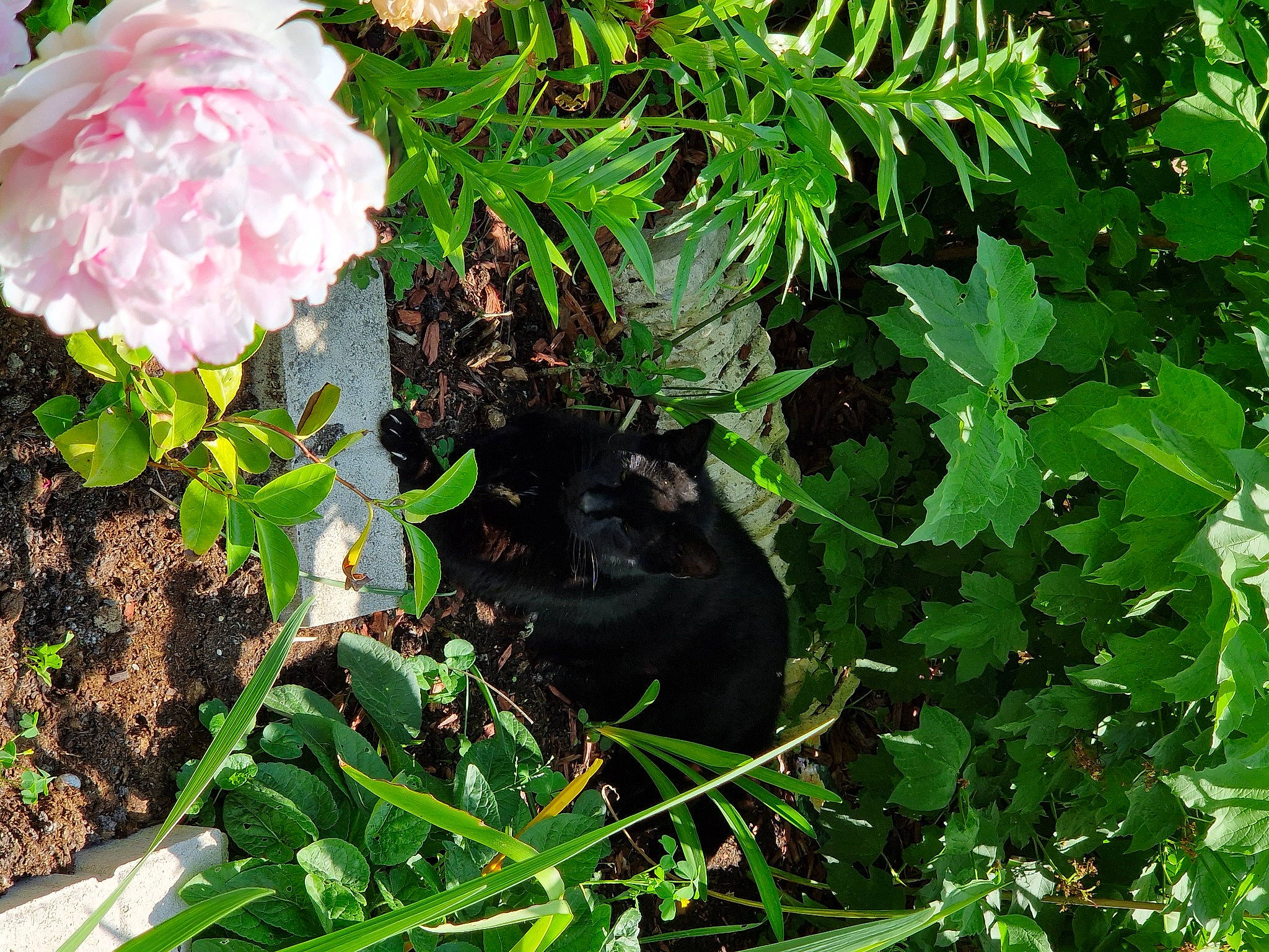 Bagheera a rejoint le concours — aidez-le/la à gagner de superbes lots ! annual_plant, botany, felidae, flower, flowering_plant, garden, grass, groundcover, herb, herbaceous_plant, petal, plant, rose_family, rose_order, shrub, soil, subshrub, terrestrial_animal, twig, wildlife