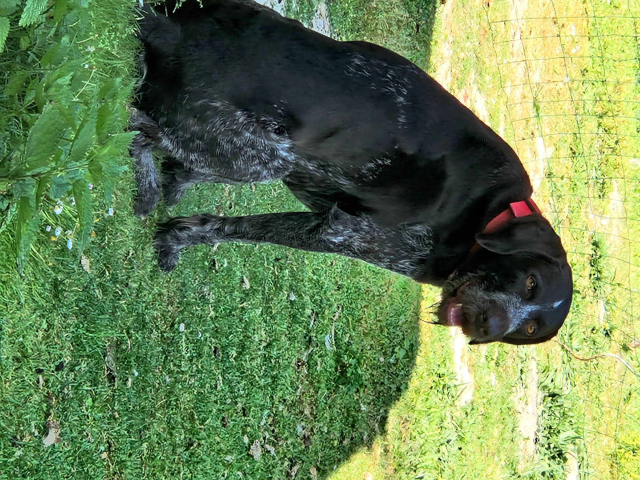 Loustik participe au concours pour gagner de l'argent avec cette photo : borador, canidae, carnivore, companion_dog, dog, dog_breed, fawn, grass, green, groundcover, guard_dog, gun_dog, non_sporting_group, plant, sporting_group, tail, terrestrial_animal, window, working_animal, working_dog