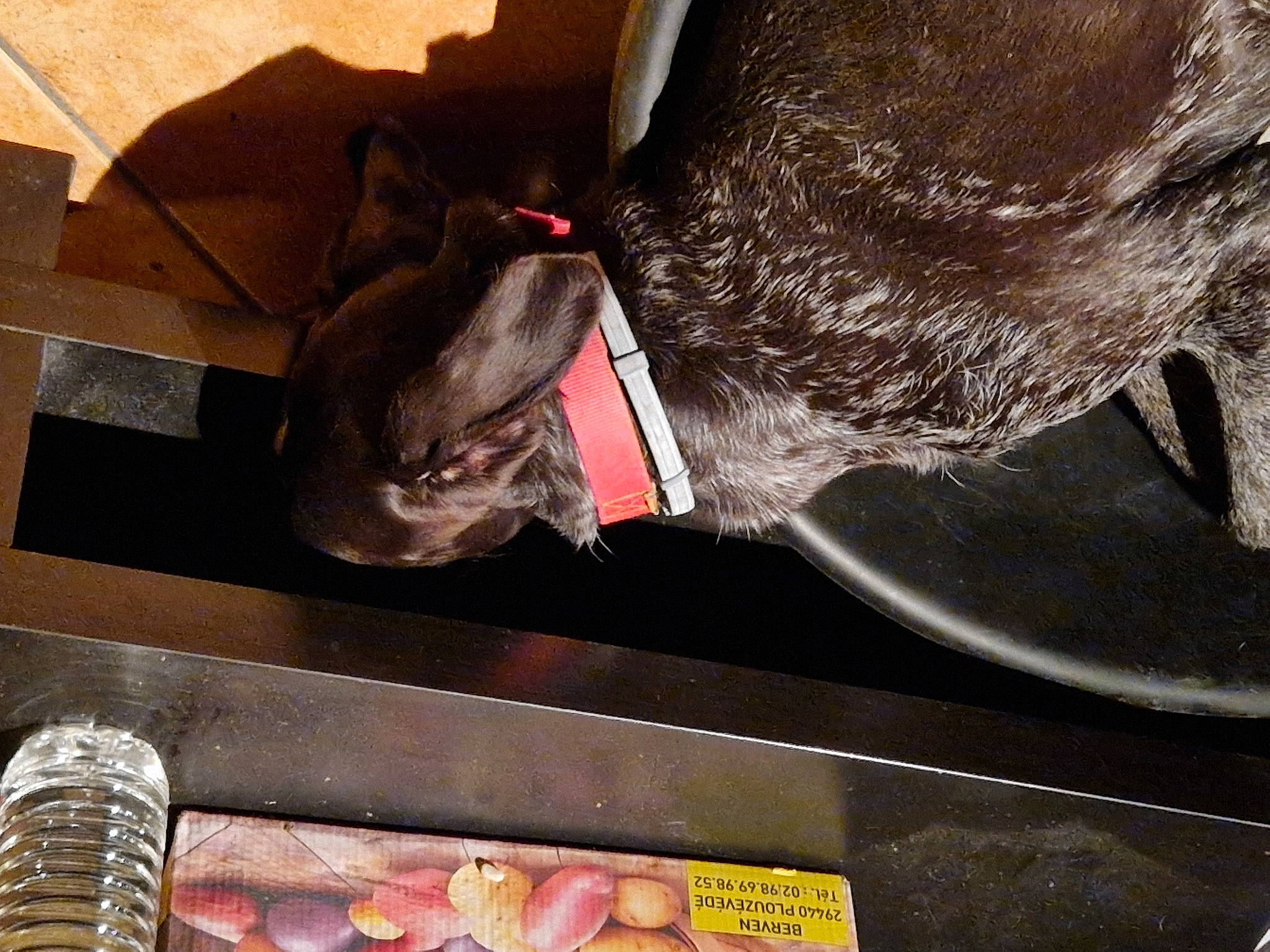 Loustik a rejoint le concours — aidez-le/la à gagner de superbes lots ! canidae, carnivore, collar, comfort, companion_dog, dog, dog_breed, ear, fawn, flesh, food, grey, jaw, liver, metal, snout, sporting_group, tail, whiskers, working_animal