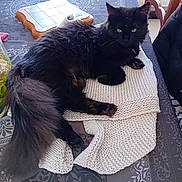 Ava participe au concours pour gagner de l'argent avec cette photo : animal, black_cat, cat, chair, cozy, domestic, fluffy, fur, furniture, household, indoor, knitted_garment, knitwear, looking, pet, relaxed, resting, table, tablecloth, yellow_eyes