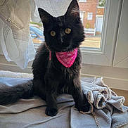Ava a rejoint le concours — aidez-le/la à gagner de superbes lots ! black_cat, kitten, pink_bandana, window, curtain, blanket, indoor, pet, animal, feline, young_cat, fur, sitting, yellow_eyes, soft_texture, domestic_cat, home, natural_light, curious, cute