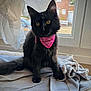 black_cat, kitten, pink_bandana, window, curtain, blanket, indoor, pet, animal, feline, young_cat, fur, sitting, yellow_eyes, soft_texture, domestic_cat, home, natural_light, curious, cute