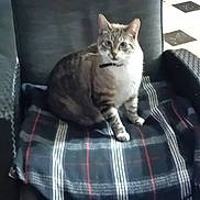 Grisoulle a rejoint le concours — aidez-le/la à gagner de superbes lots ! abyssinian, animal, armchair, blanket, cat, chair, couch, cushion, egyptiancat, furniture, homedecor, kitten, manx, pet, siamese, tartan