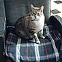 abyssinian, animal, armchair, blanket, cat, chair, couch, cushion, egyptiancat, furniture, homedecor, kitten, manx, pet, siamese, tartan
