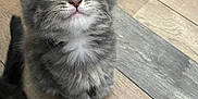 Athalia participe au concours pour gagner de l'argent avec cette photo : adorable, animal, cat, cute, domestic_animal, ears, feline, flooring, fluffy, gray_fur, indoor, kitten, looking_up, pet, playful, small, tabby, whiskers, wood_floor, young