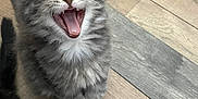 Athalia a rejoint le concours — aidez-le/la à gagner de superbes lots ! kitten, cat, gray, furry, pet, animal, cute, tongue, fangs, floor, wooden_floor, indoor, small, young, mammal, whiskers, ears, fur, sitting, adorable