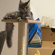 Athalia participe au concours pour gagner de l'argent avec cette photo : animal, bag, box, cat, cat_tree, clutter, domestic, feline, fluffy, furniture, household, indoor, looking, paw, pet, relaxing, resting, sitting, tail, vertical