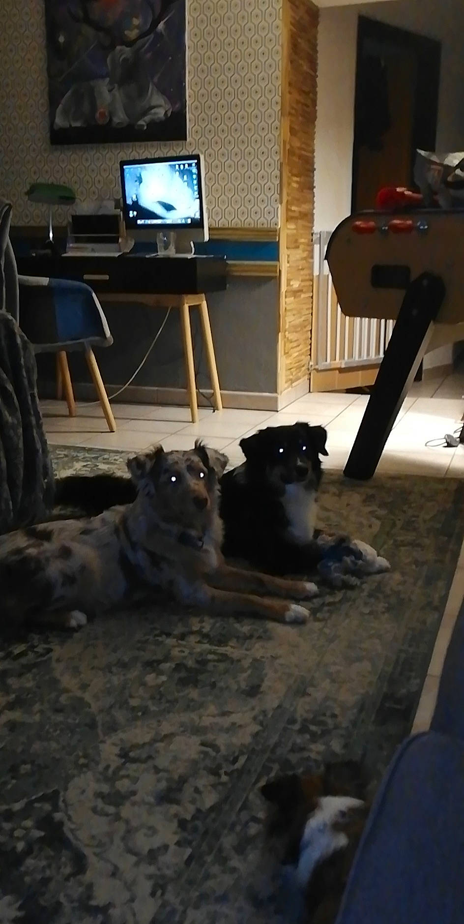 Alaska participe au concours pour gagner de l'argent avec cette photo : carnivore, companion_dog, computer, dog, dog_breed, fawn, felidae, floor, flooring, grey, hardwood, home_appliance, living_room, room, small_to_medium_sized_cats, snout, table, television, television_set, wood