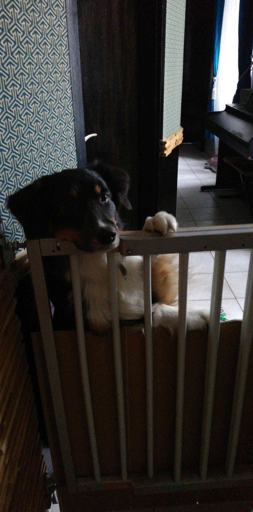 Alaska a rejoint le concours — aidez-le/la à gagner de superbes lots ! animal_shelter, canidae, carnivore, companion_dog, curtain, dog, dog_breed, door, felidae, fence, floor, flooring, hardwood, pet_supply, snout, sporting_group, stairs, whiskers, wood, working_animal