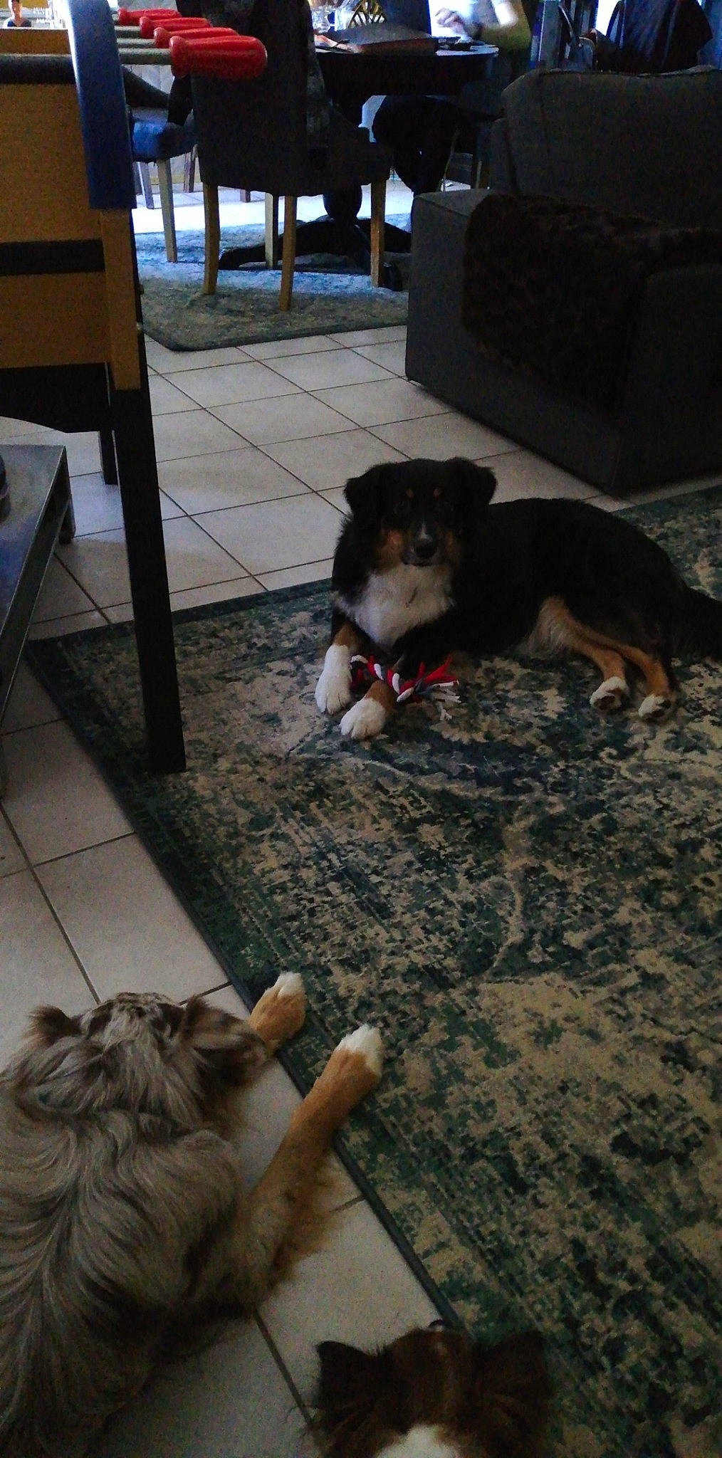 Alaska participe au concours pour gagner de l'argent avec cette photo : canidae, carnivore, companion_dog, dog, dog_breed, fawn, floor, flooring, fur, hardwood, non_sporting_group, paw, puppy, snout, sporting_group, tail, terrier, toy_dog, wood, working_animal