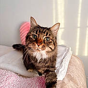 Lola joined the competition — help win amazing prizes! cat, tabby_cat, pet, indoor, blanket, towel, bed, whiskers, fur, ears, green_eyes, portrait, cozy, pink_blanket, looking_at_camera, paw, close_up, sunlight, wall, relaxing