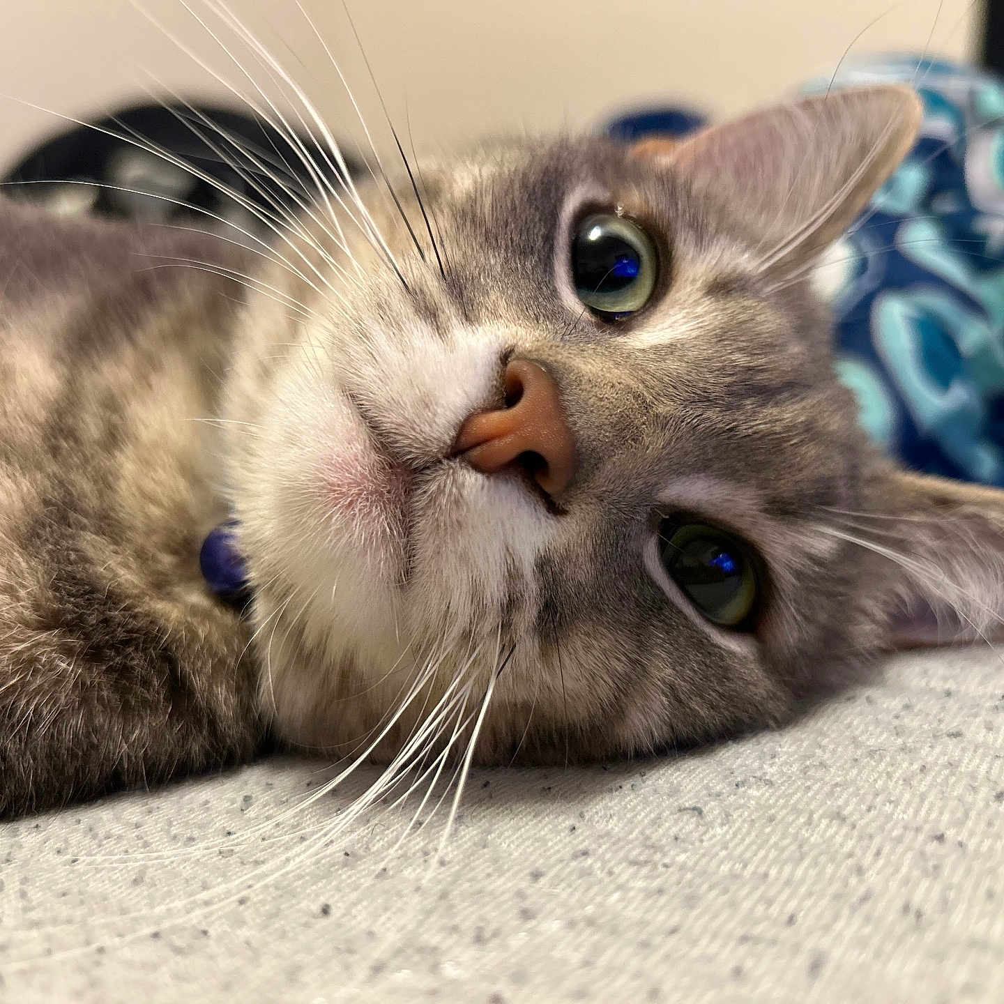 Royal joined the competition — help win amazing prizes! abyssinian, angora, animal, bodypart, cat, couch, furniture, kitten, manx, mouth, person, pet, siamese, sleeping, snout, tongue