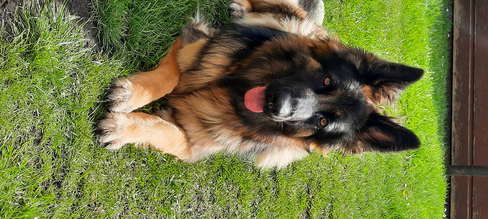 Kiera joined the competition — help win amazing prizes! carnivore, companion_dog, dog, dog_breed, east_european_shepherd, fawn, fur, german_shepherd_dog, grass, herding_dog, king_shepherd, old_german_shepherd_dog, paw, plant, puppy, sporting_group, terrestrial_animal, tervuren, whiskers, working_dog