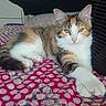 cat, calico_cat, pet, animal, feline, long_hair, white_fur, orange_fur, gray_fur, green_eyes, pink_nose, whiskers, ears, paws, lying_down, stretched, blanket, indoors, portrait, close_up
