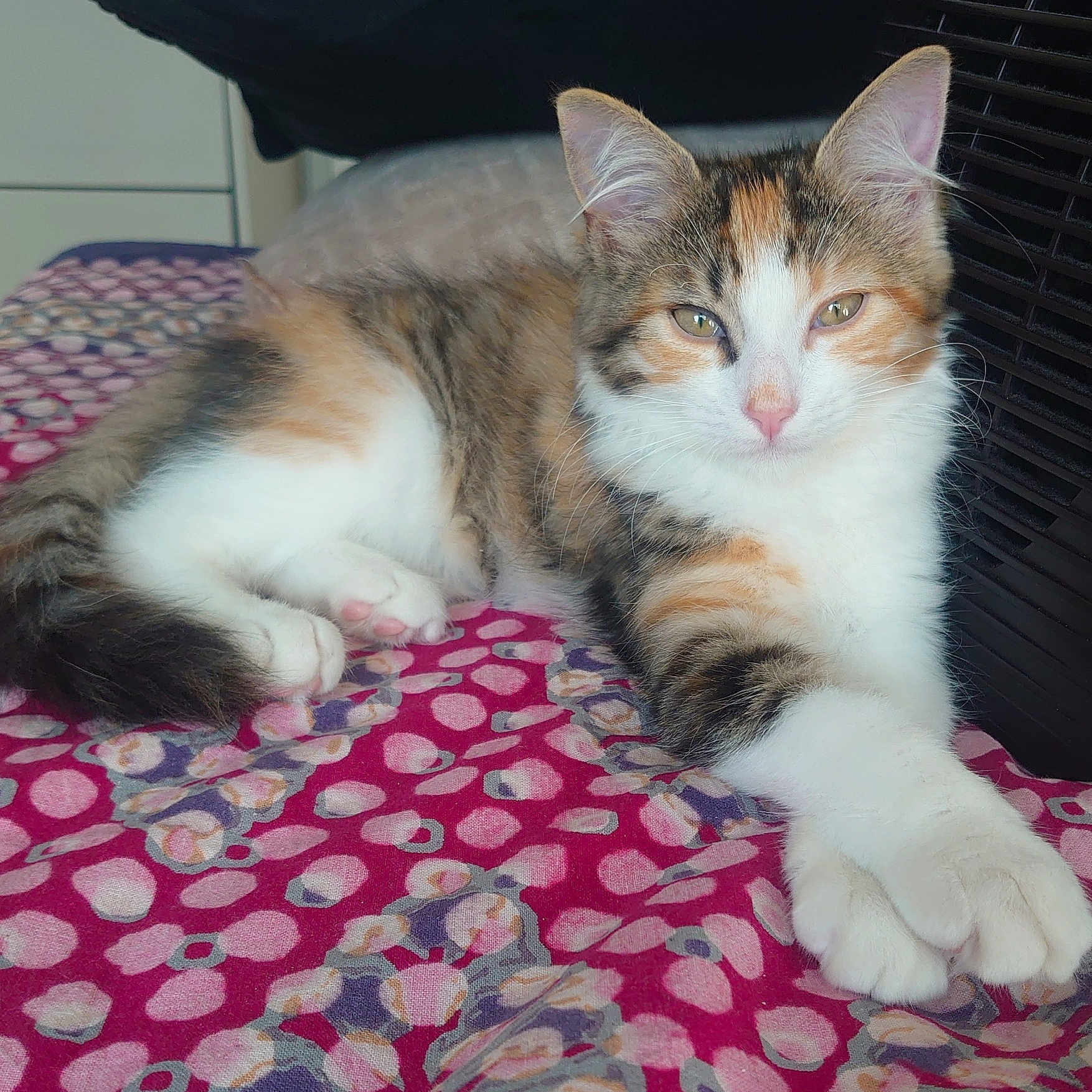Bella