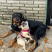 Debo And Koco is registered to the contest to win money with this photo: dog, rottweiler, french_bulldog, pair, pets, leaves, brick_wall, pavement, harness, collar, paw, tongue_out, snout, playful, companionship, outdoor, autumn, portrait, relaxed, friendship