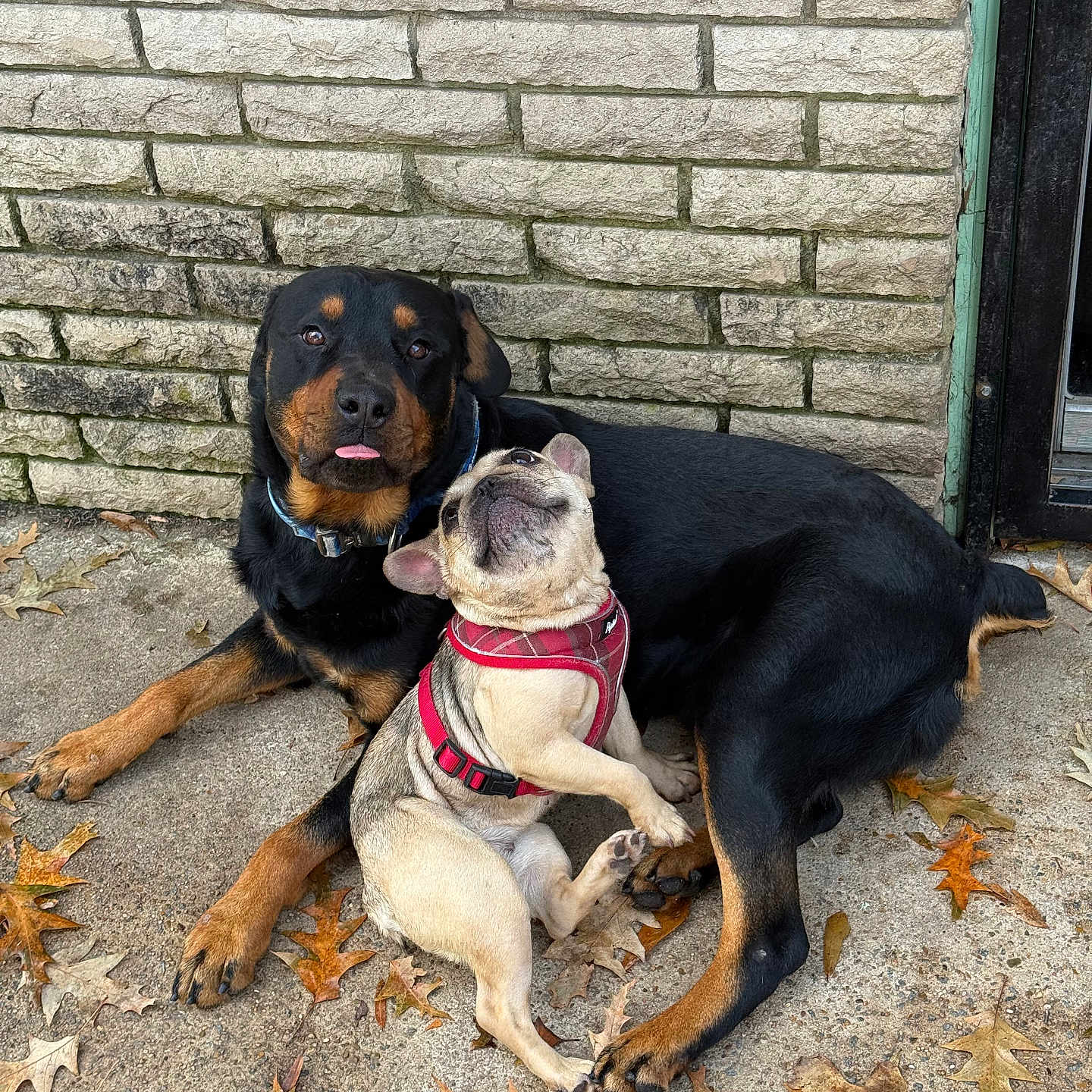 Debo And Koco is registered to the contest to win money with this photo: autumn, brick_wall, collar, companionship, dog, french_bulldog, friendship, harness, leaves, outdoor, pair, pavement, paw, pets, playful, portrait, relaxed, rottweiler, snout, tongue_out