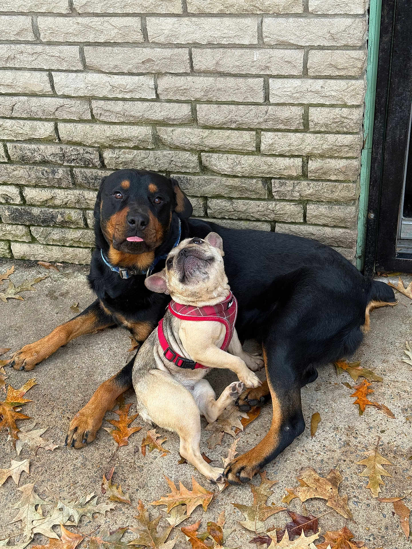 Debo And Koco is registered to the contest to win money with this photo: dog, rottweiler, french_bulldog, pair, pets, leaves, brick_wall, pavement, harness, collar, paw, tongue_out, snout, playful, companionship, outdoor, autumn, portrait, relaxed, friendship