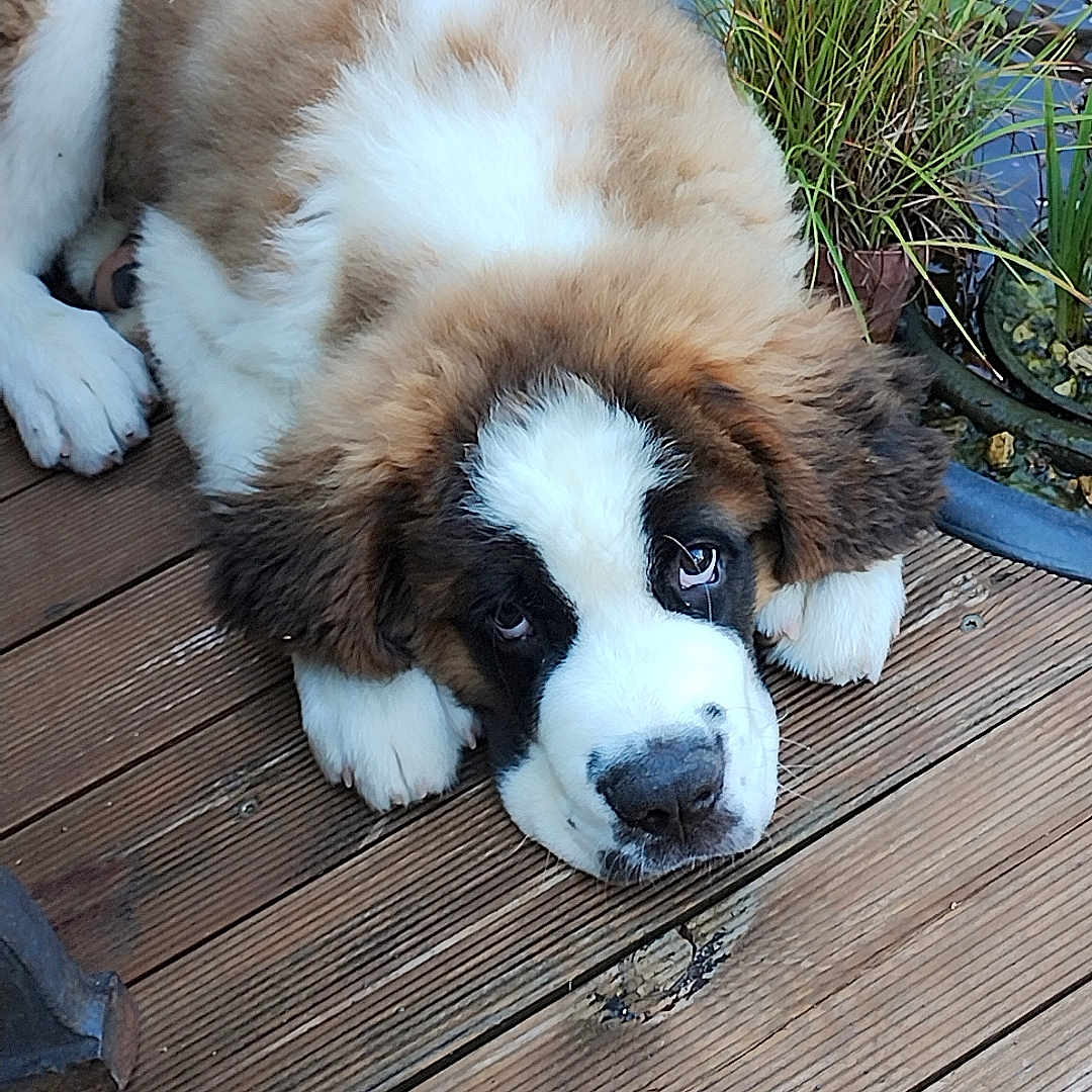Alston a rejoint le concours — aidez-le/la à gagner de superbes lots ! adorable, animal, cute, dog, domestic, eyes, fluffy, fur, greenery, home, lying_down, nose, outdoor, paws, pet, plant, puppy, relaxing, white_sneakers, wooden_deck