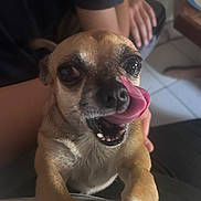 Nouki a rejoint le concours — aidez-le/la à gagner de superbes lots ! dog, small_dog, tongue_out, close_up, pet, animal, cute, indoor, person, hand, arm, fur, brown, playful, happy, companion, domestic_animal, canine, expression, looking_up