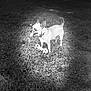dog, chihuahua, grass, toy, bone_toy, black_and_white, outdoor, pet, animal, tongue_out, shadow, spotlight, playful, collar, small_dog, nature, daylight, cute, standing, alert