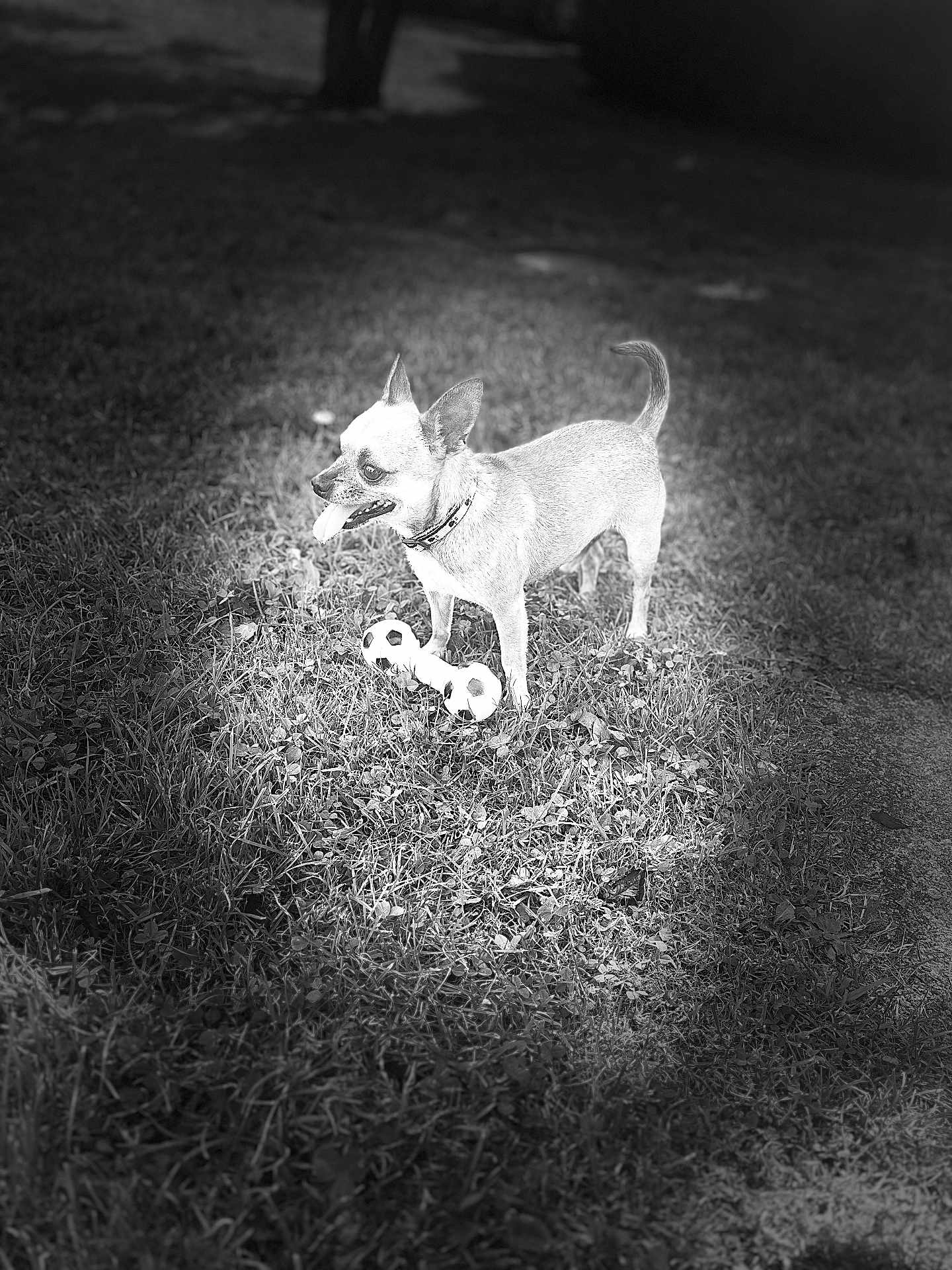 Nouki participe au concours pour gagner de l'argent avec cette photo : dog, chihuahua, grass, toy, bone_toy, black_and_white, outdoor, pet, animal, tongue_out, shadow, spotlight, playful, collar, small_dog, nature, daylight, cute, standing, alert