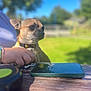 dog, small_dog, outdoor, sunny, hand, person, smartphone, wooden_table, leash, greenery, blue_sky, blurred_background, pet, collar, daylight, nature, park, animal, resting, casual