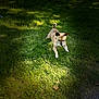 dog, grass, toy, outdoor, playful, small_dog, sunlight, leaping, pet, animal, greenery, shadow, active, fun, nature, cute, attention, focus, park, daylight